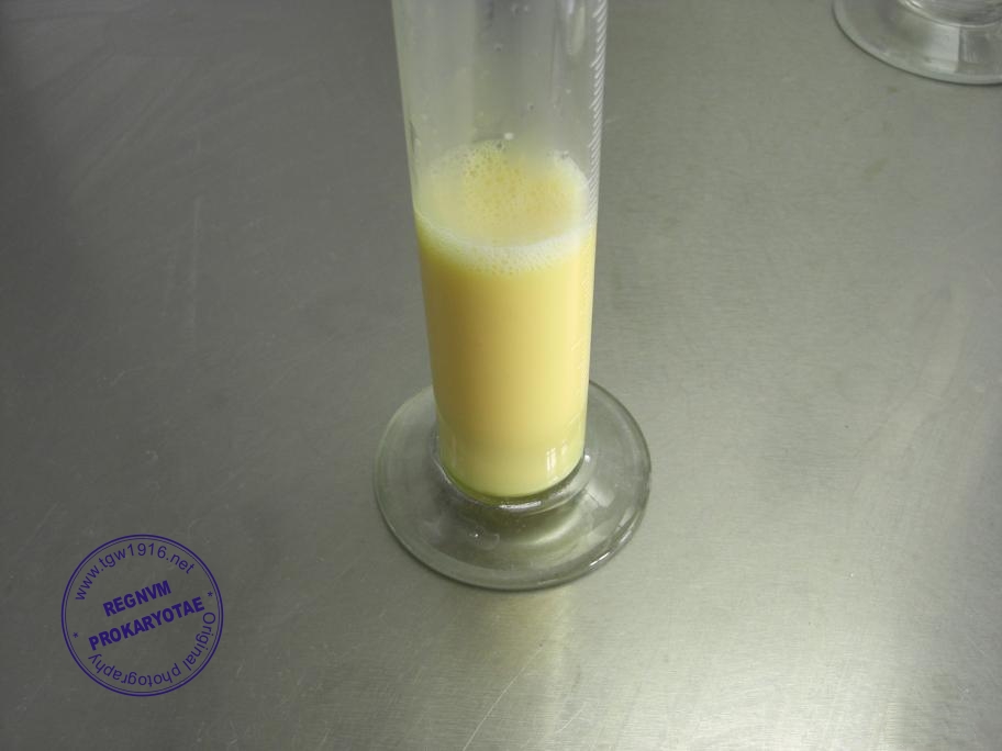 REGNUM PROKARYOTAE Biochemical tests
