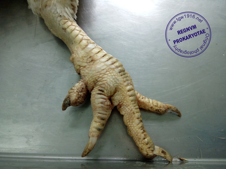 REGNUM PROKARYOTAE Anatomopathology